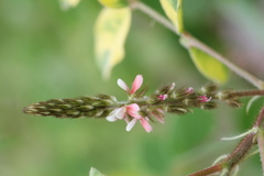 Indigofera hirsuta